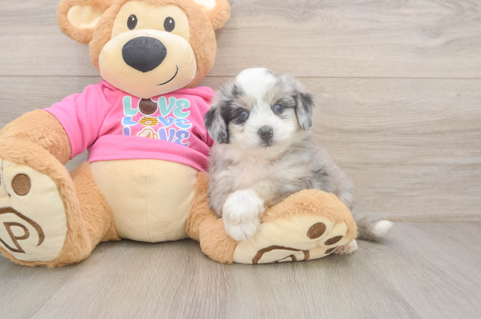 5 week old Aussiechon Puppy For Sale - Seaside Pups