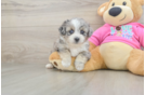 Best Aussiechon Baby