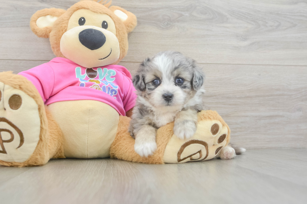 5 week old Aussiechon Puppy For Sale - Seaside Pups
