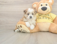6 week old Aussiechon Puppy For Sale - Seaside Pups