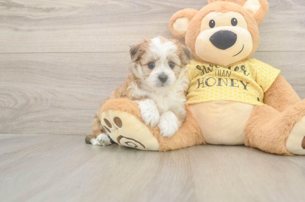 5 week old Aussiechon Puppy For Sale - Seaside Pups