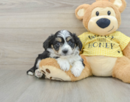 6 week old Aussiechon Puppy For Sale - Seaside Pups