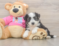 7 week old Aussiechon Puppy For Sale - Seaside Pups