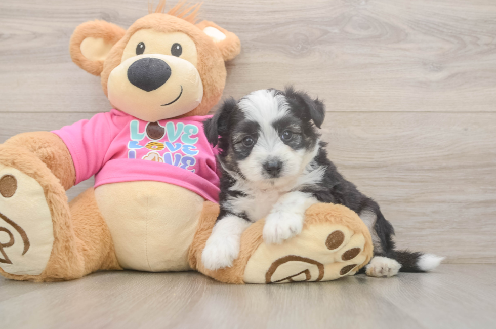 5 week old Aussiechon Puppy For Sale - Seaside Pups