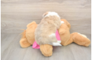 Petite Aussiechon Designer Pup