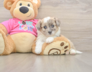 7 week old Aussiechon Puppy For Sale - Seaside Pups