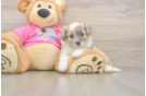 Funny Aussiechon Designer Pup
