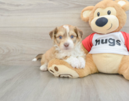 7 week old Aussiechon Puppy For Sale - Seaside Pups
