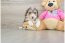 Fluffy Aussiechon Designer Pup