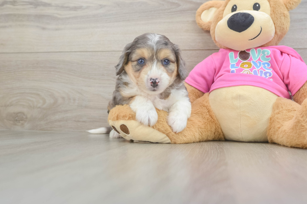 Fluffy Aussiechon Designer Pup