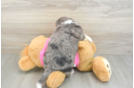 Best Aussiechon Baby