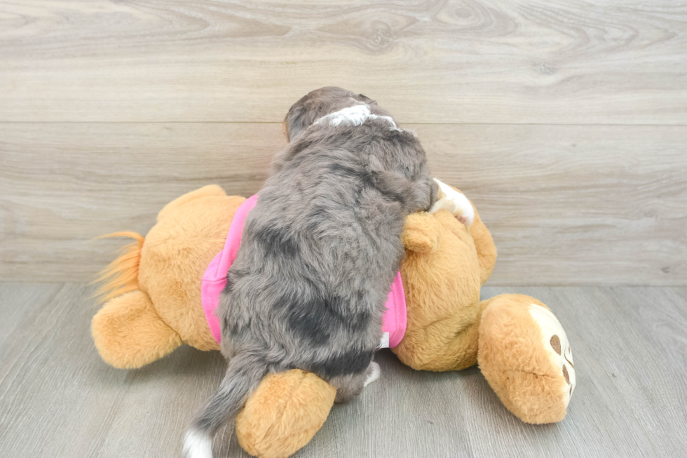 Best Aussiechon Baby