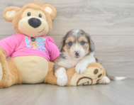 6 week old Aussiechon Puppy For Sale - Seaside Pups