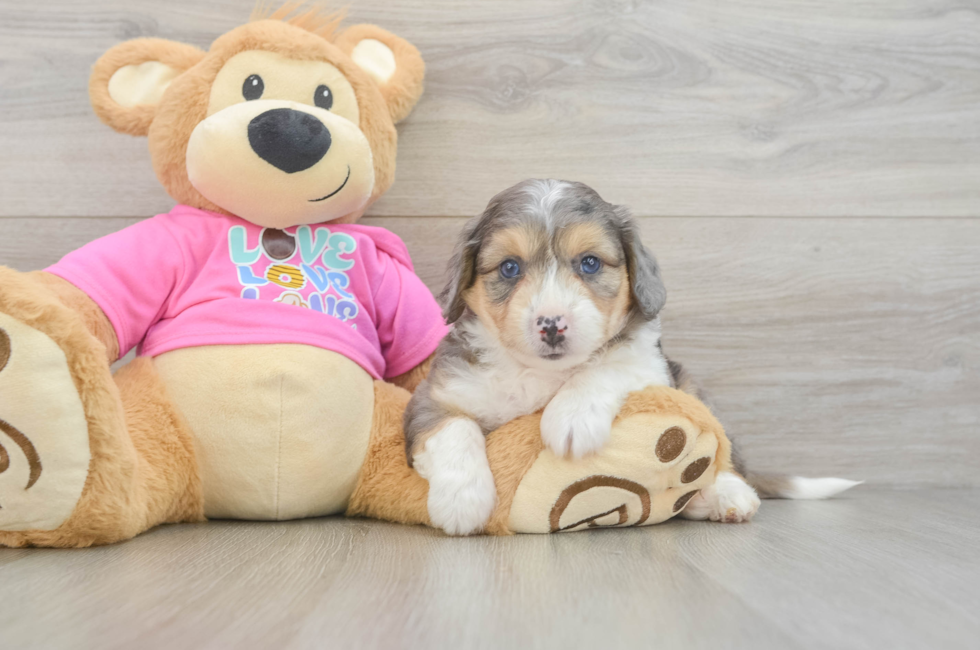 5 week old Aussiechon Puppy For Sale - Seaside Pups