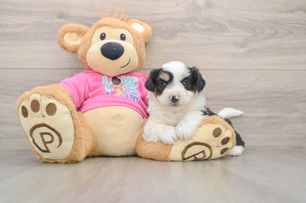 Best Aussiechon Baby