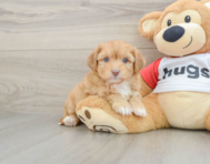 7 week old Aussiechon Puppy For Sale - Seaside Pups