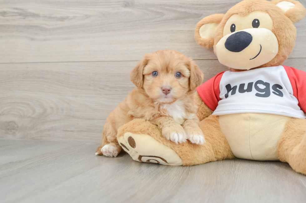 7 week old Aussiechon Puppy For Sale - Seaside Pups