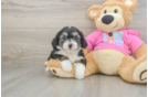 Aussiechon Puppy for Adoption