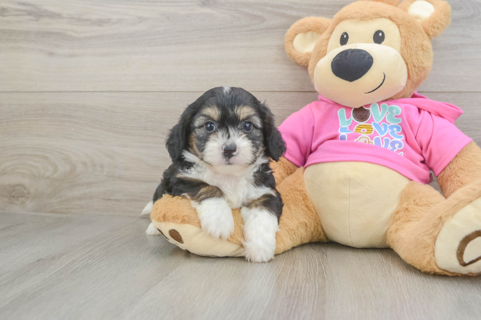 Aussiechon Puppy for Adoption