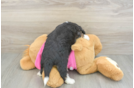 Sweet Aussiechon Baby