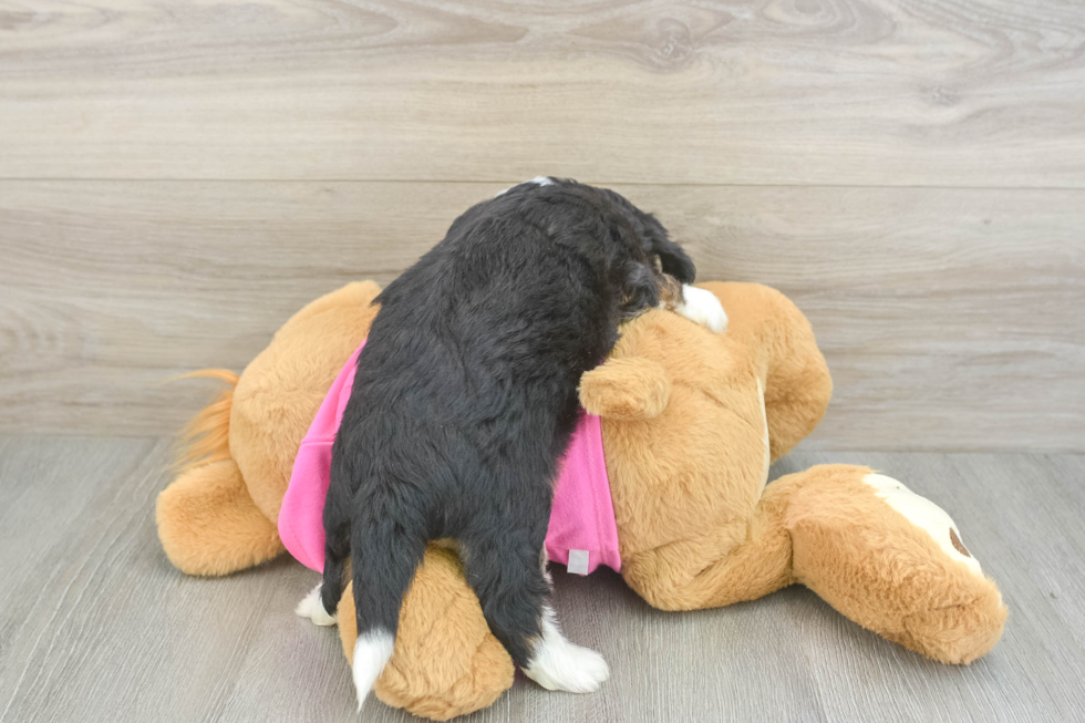 Sweet Aussiechon Baby