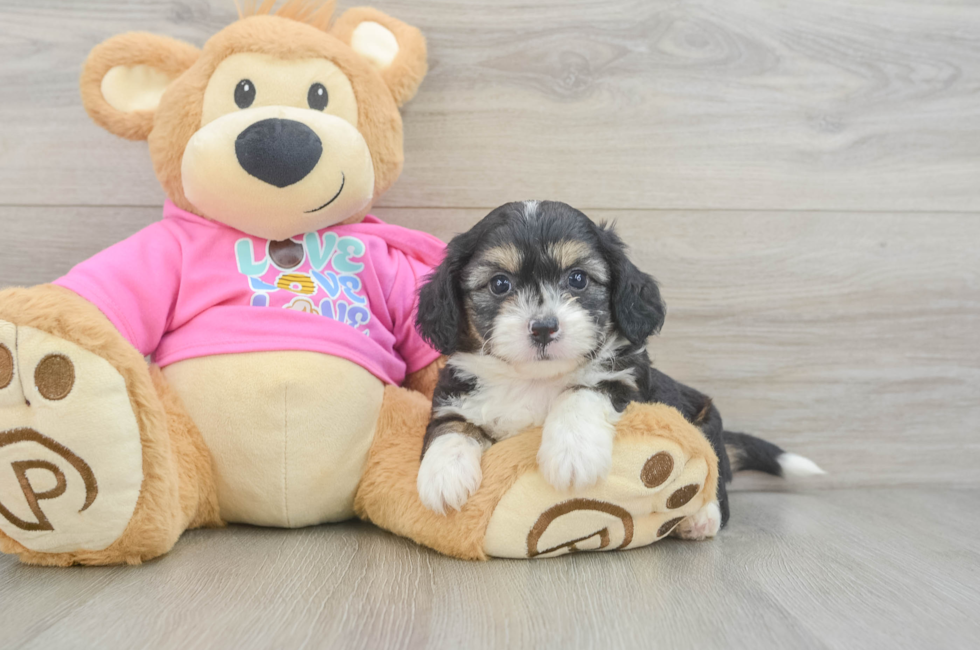 5 week old Aussiechon Puppy For Sale - Seaside Pups