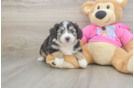 Best Aussiechon Baby