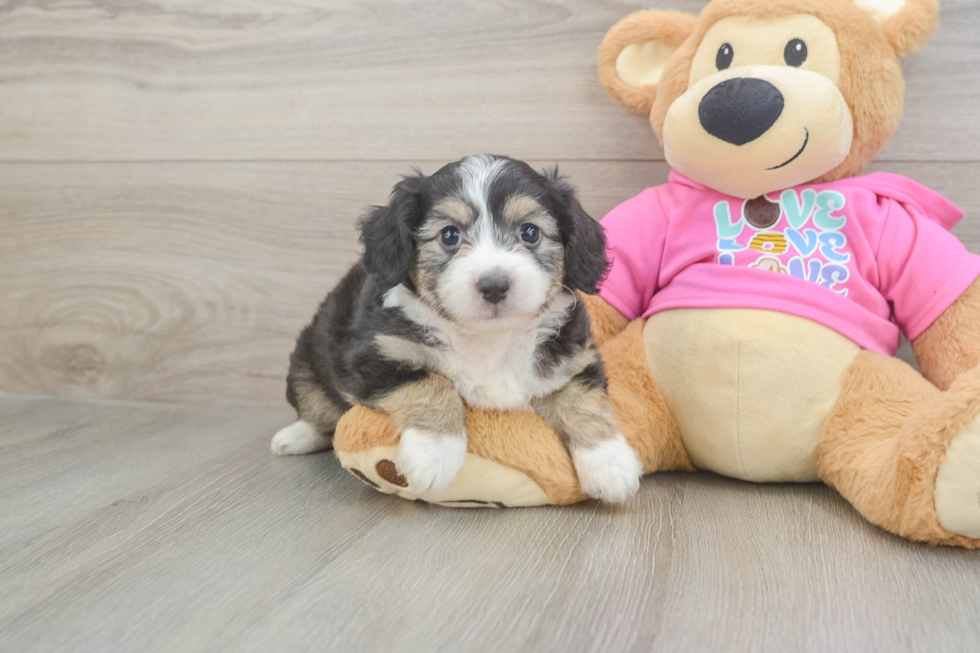 Best Aussiechon Baby