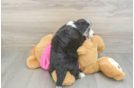 Energetic Aussie Bichon Designer Puppy