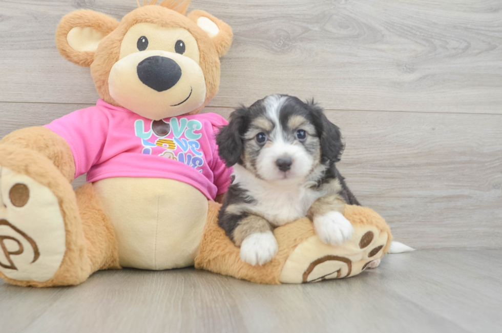 5 week old Aussiechon Puppy For Sale - Seaside Pups