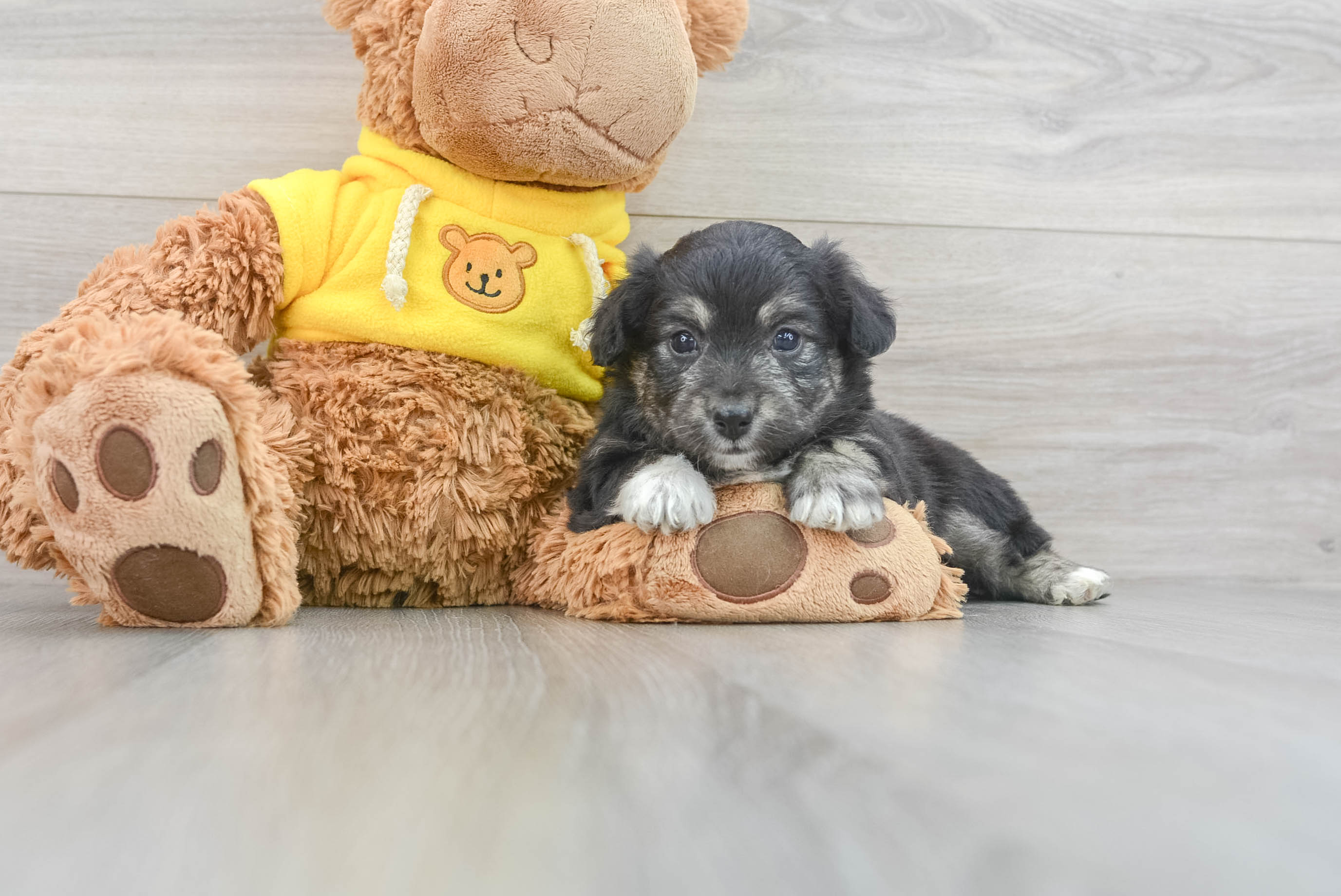Aussiechon Puppy for Adoption
