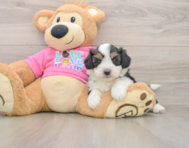 8 week old Aussiechon Puppy For Sale - Seaside Pups
