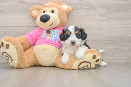 Friendly Aussiechon Baby