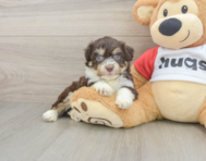 5 week old Aussiechon Puppy For Sale - Seaside Pups