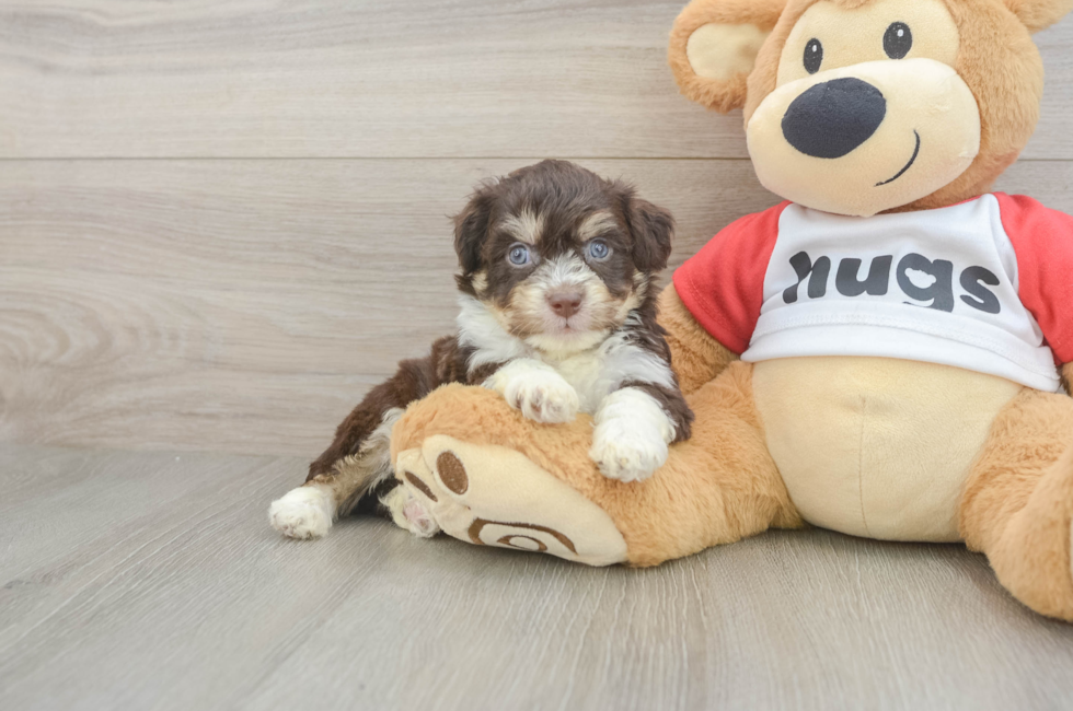 5 week old Aussiechon Puppy For Sale - Seaside Pups