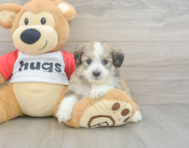 5 week old Aussiechon Puppy For Sale - Seaside Pups