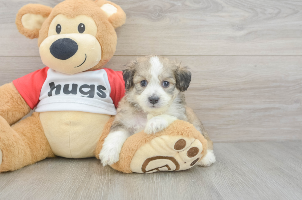 5 week old Aussiechon Puppy For Sale - Seaside Pups