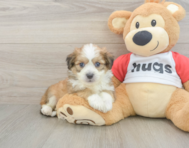 5 week old Aussiechon Puppy For Sale - Seaside Pups