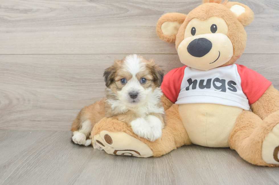 5 week old Aussiechon Puppy For Sale - Seaside Pups