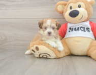 5 week old Aussiechon Puppy For Sale - Seaside Pups