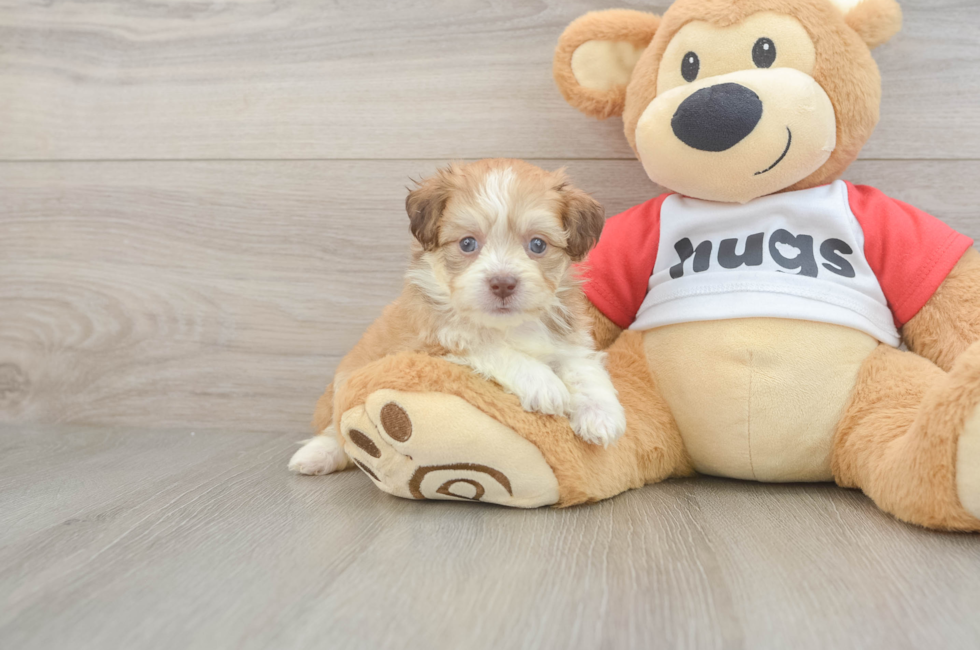 5 week old Aussiechon Puppy For Sale - Seaside Pups