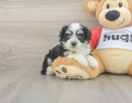 5 week old Aussiechon Puppy For Sale - Seaside Pups
