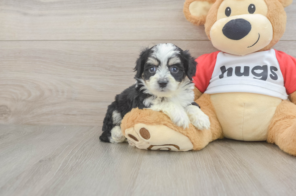 5 week old Aussiechon Puppy For Sale - Seaside Pups