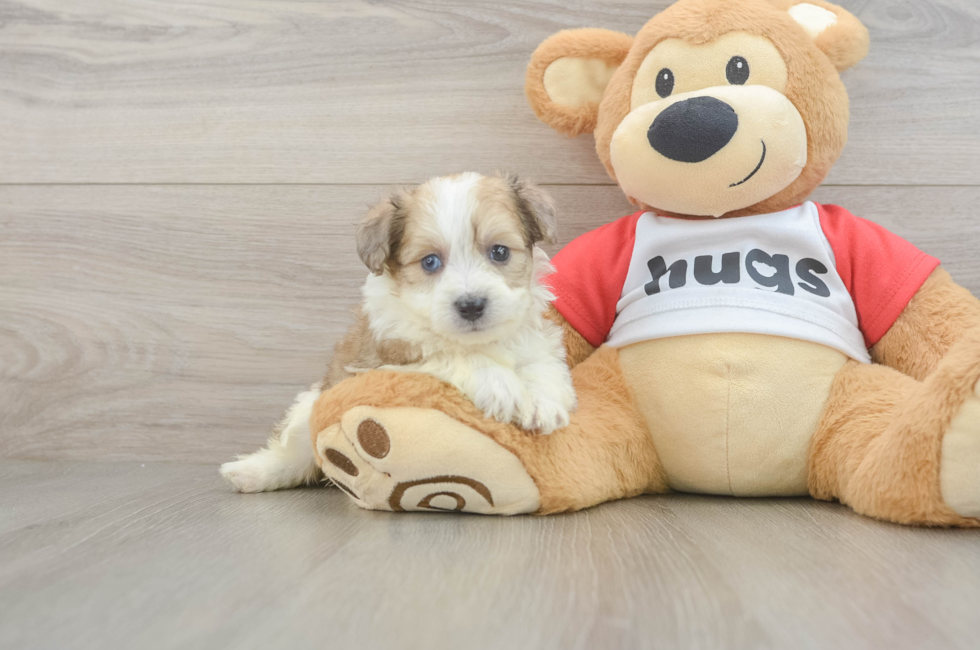5 week old Aussiechon Puppy For Sale - Seaside Pups