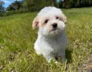 9 week old Morkie Puppy For Sale - Seaside Pups