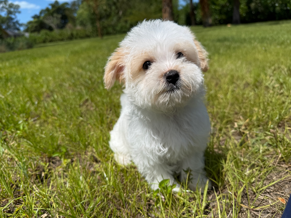 Aussiechon Pup Being Cute