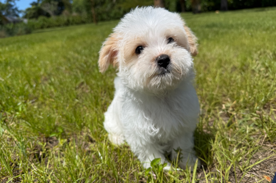Aussiechon Pup Being Cute