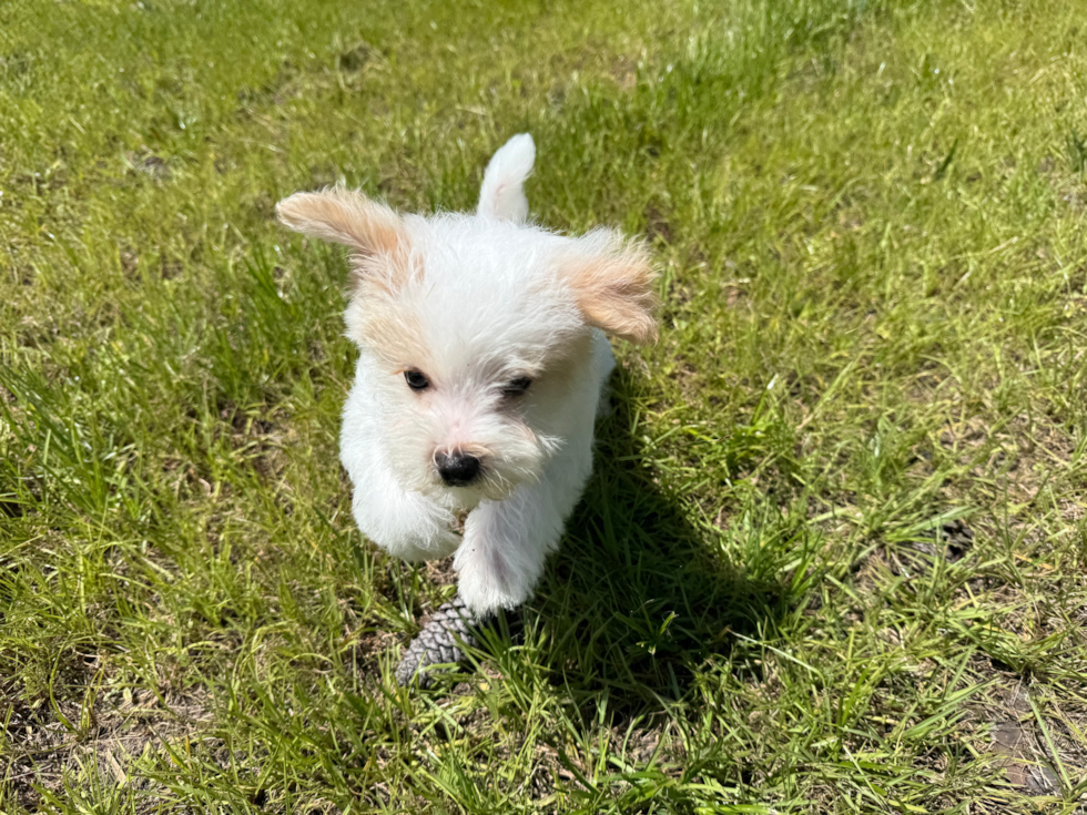Cute Aussiechon Designer Pup