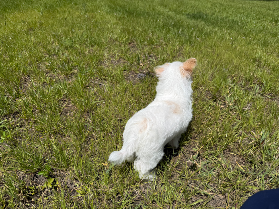 Cute Aussie Bichon Designer Puppy