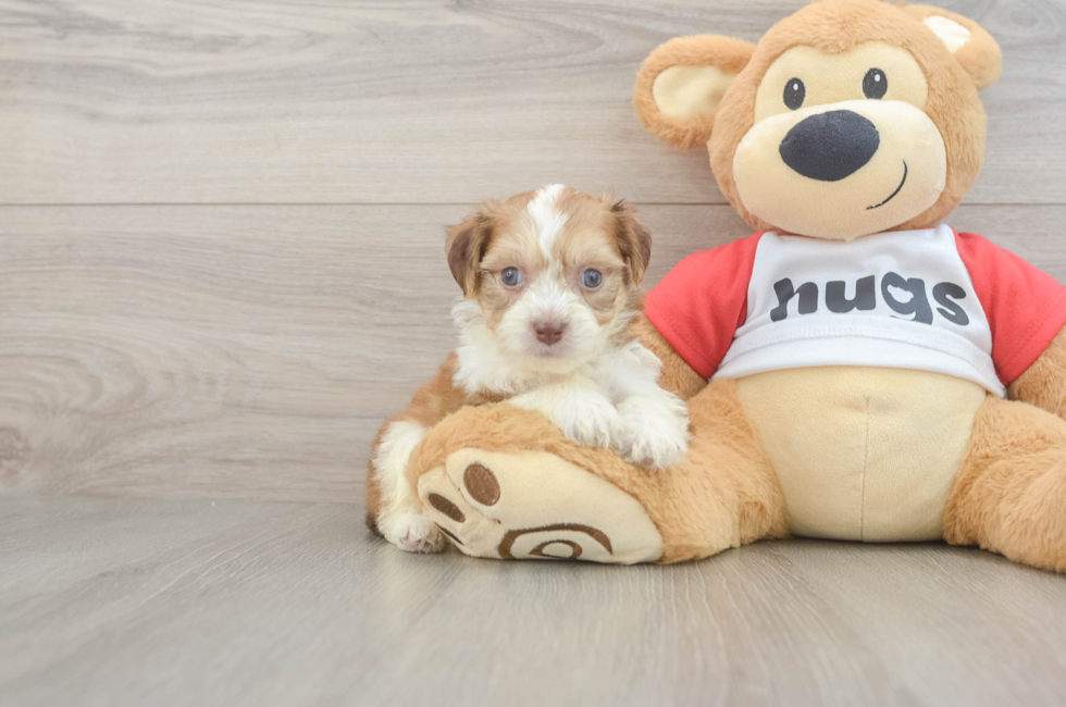 5 week old Aussiechon Puppy For Sale - Seaside Pups